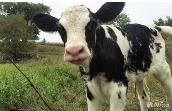 Корова Голштинская (районированная) и бык (3 мес.)