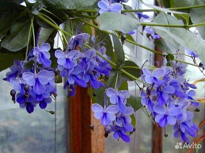 Клеродендрум угандийский (голубая бабочка)