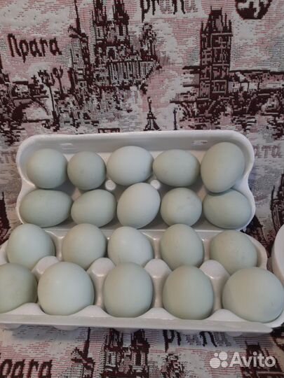 Яйца на инкубацию