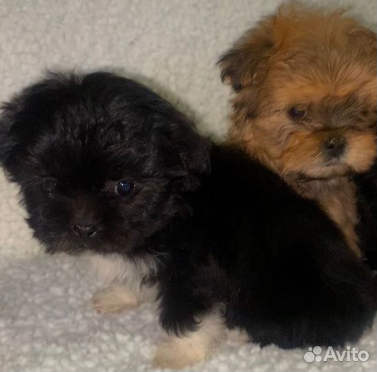 Мальтипу щенки мальчики