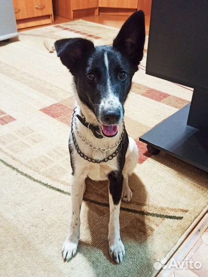 Фокстерьер