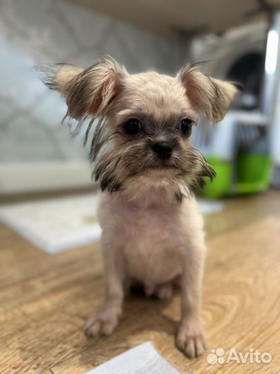 Щенки метисы