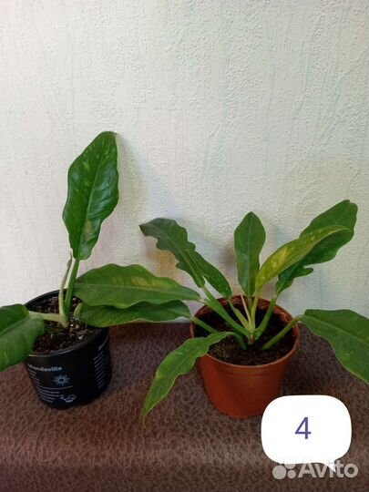 Комнатные цветы