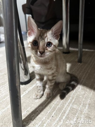 Бенгальская