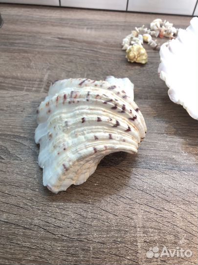 Ракушка морская большая