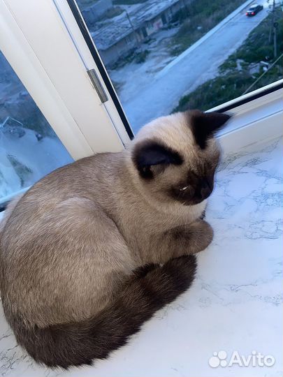 Тайская кошка