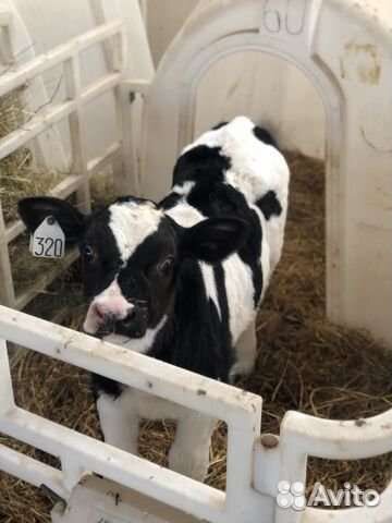 Телята бычки мясного направления