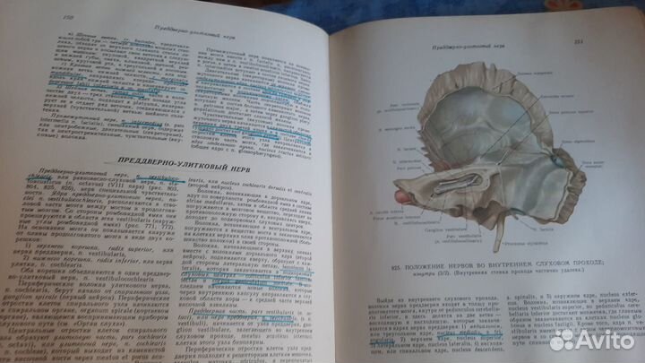 Книга анатомия человека