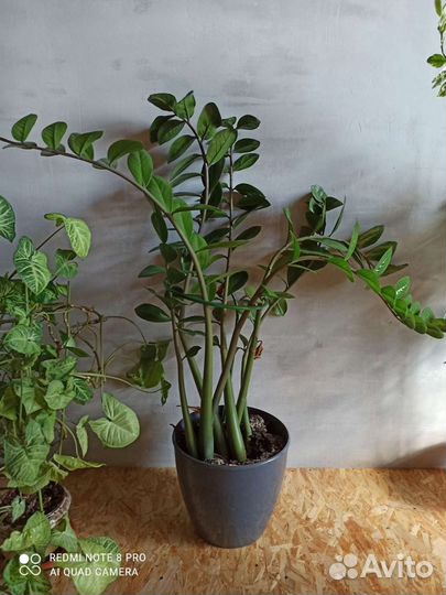 Замиокулькас