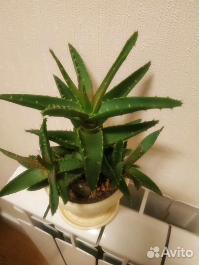 Суккуленты-андромискус, алоэ скуарроса, гастерия