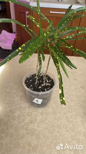 Комнатные цветы, излишки