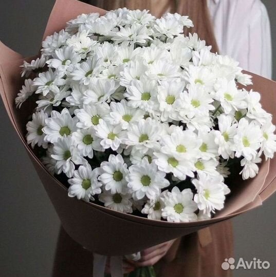 Хризантема