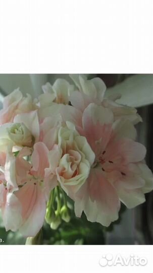 Пеларгония сортовая