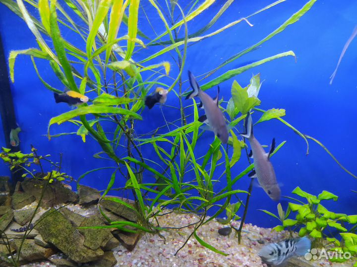 Аквариум с тумбой 200 литров