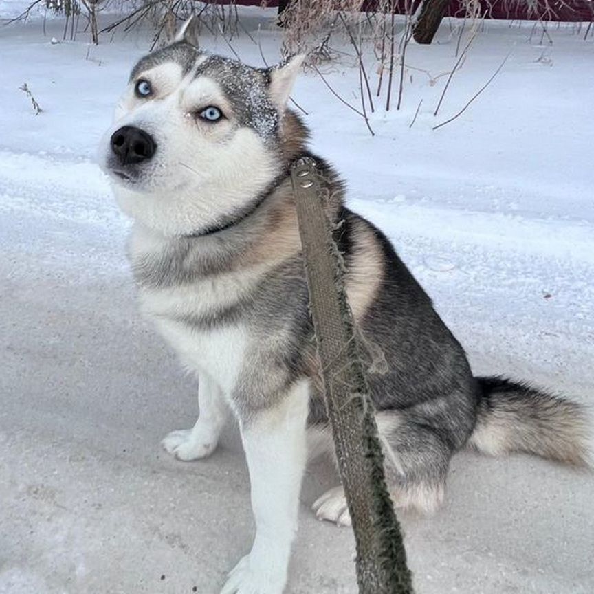 Собака в добрые руки