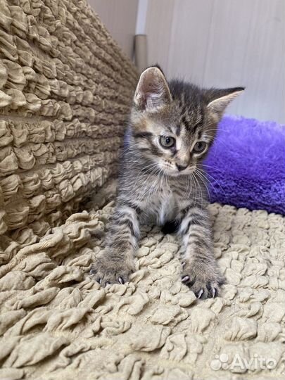 Котенок в добрые руки (девочка 1.5мес)