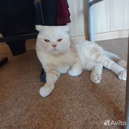 Скоттиш фолд вязка