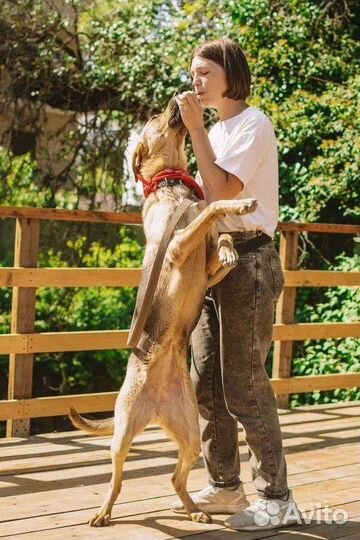 Собака, стерльна, чипирована, бесплатно