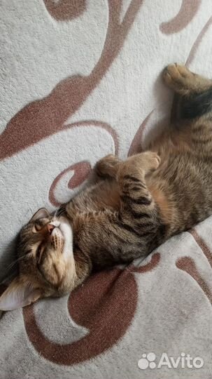 Котики бесплатно в добрые руки