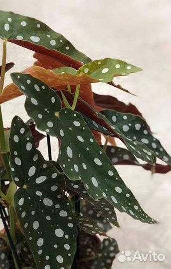 Бегония Макулата