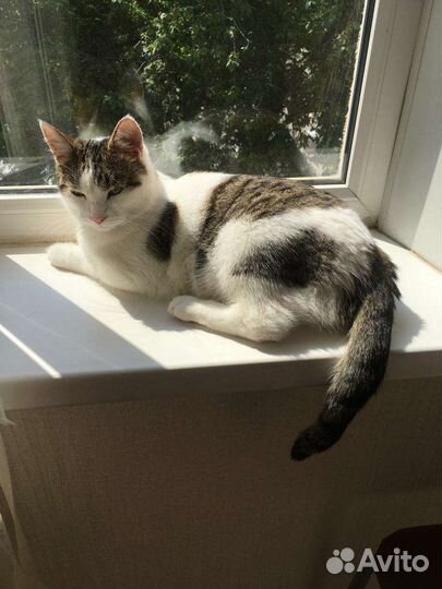 Кастрированный кот