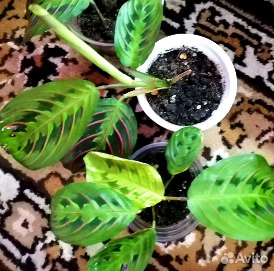 Комнатные цветы