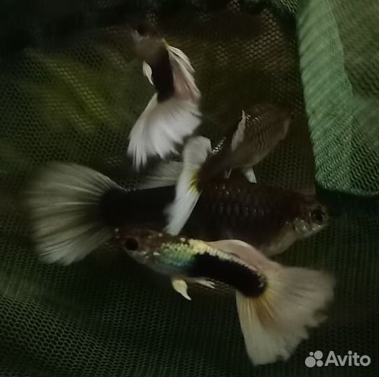 Канадские гуппи, чистая линия