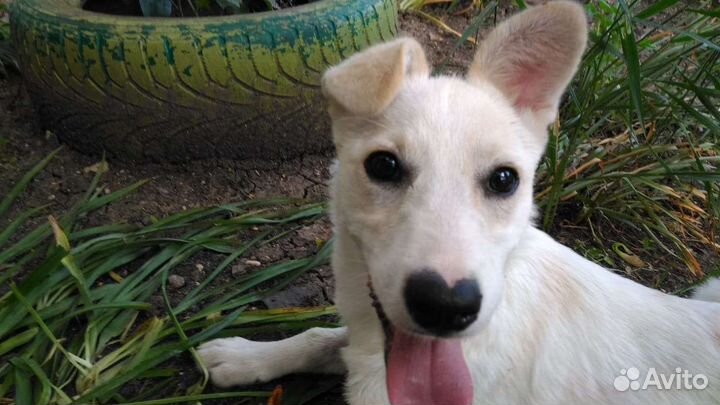 Белочка в дар