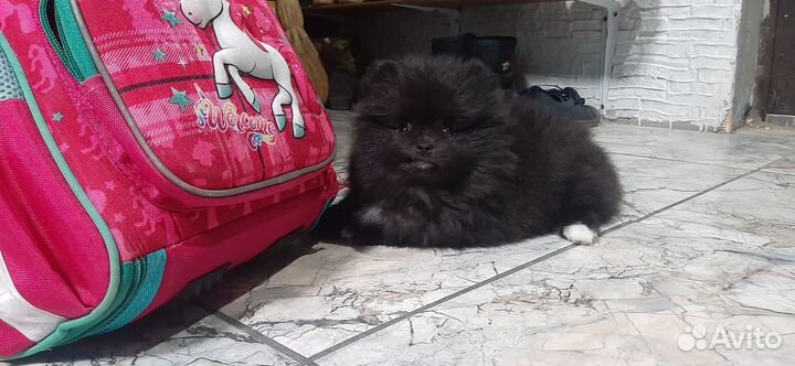 Померанский шпиц мини