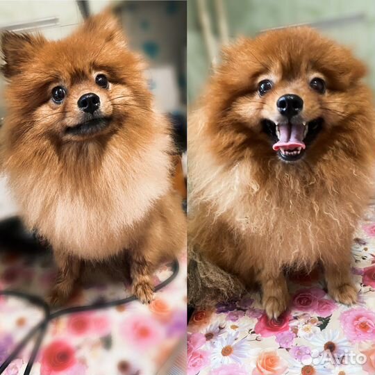 Стрижка собак с выездом на дом