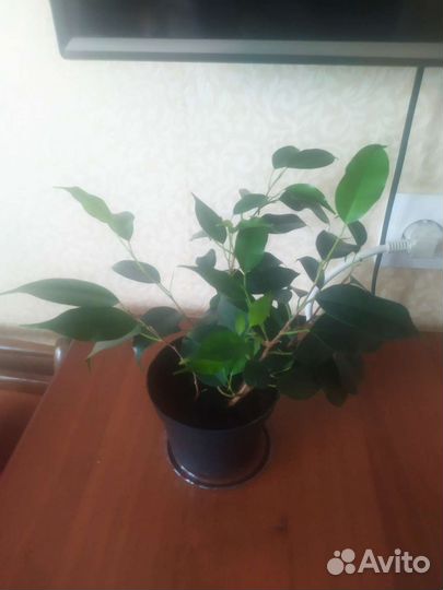 Фикус зеленый