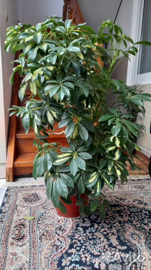 Комнатные цветы шефлера