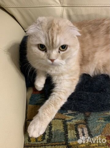 Шотландская вислоухая персиковая кошка объявление продам