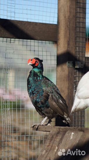 Фазаны Румынские, цесарята, фазанята, яйца цесарки