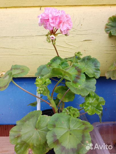 Пеларгония герань