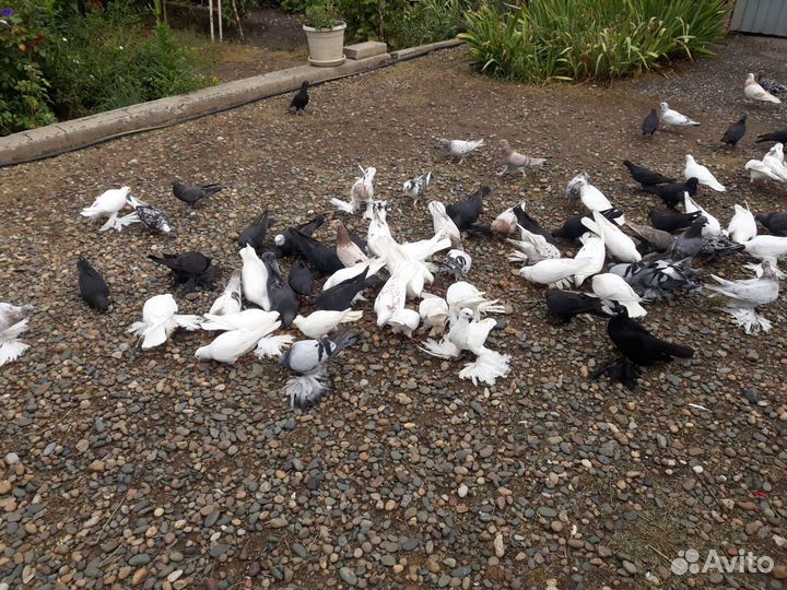Продажа голубей