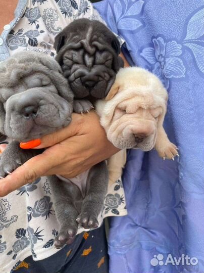 Щенки шарпей РКФ