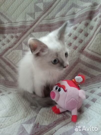 Пушистый белый голубоглазый котенок