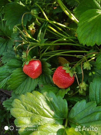 Усы отличной клубники. Сорт Виктория