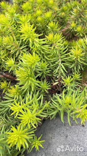 Многолетние растения для сада