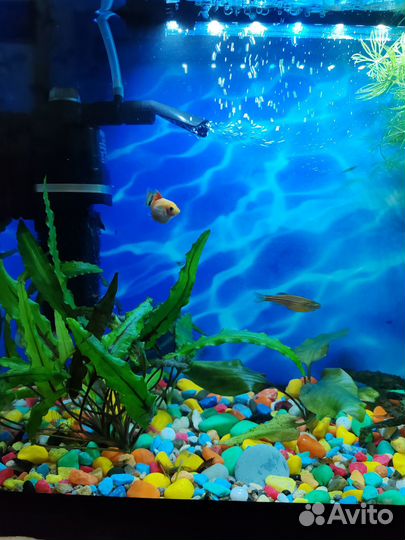 Аквариум с рыбками