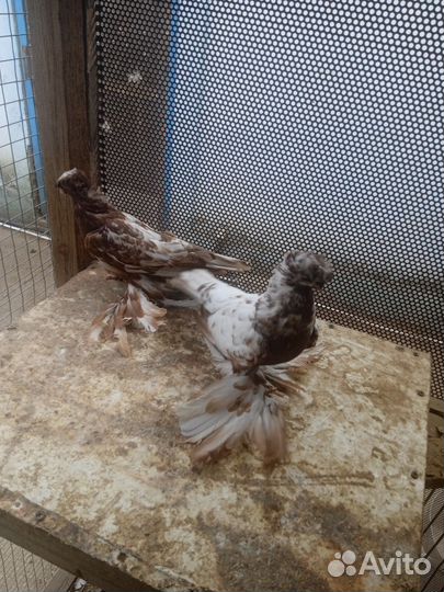 Продажа голубь узбеки