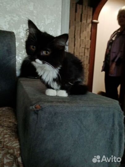 Котенок/котик
