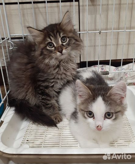 Двое котят