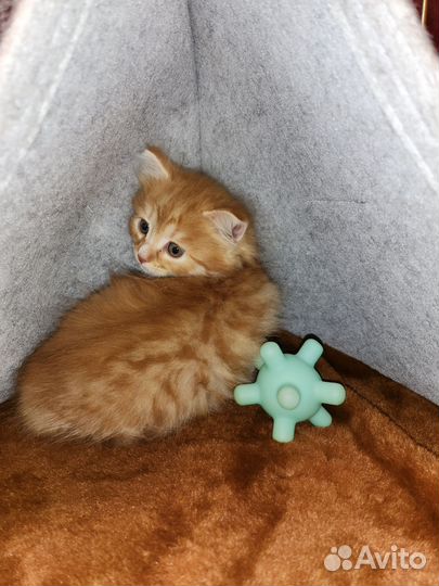 Котёнок 2мес в дар по договору