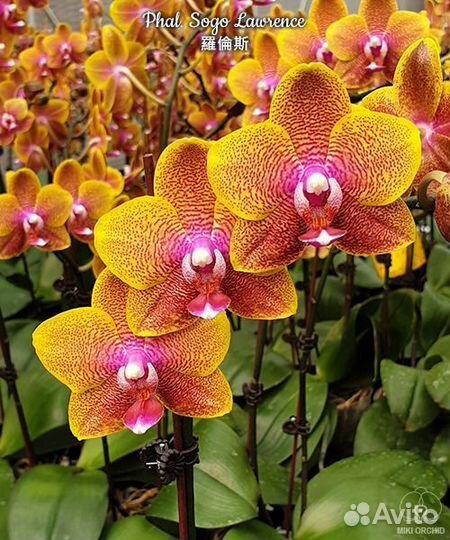 Орхидея Sogo Laurence