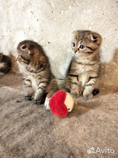 Котята 2 месяца