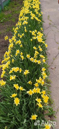 Нарцисы луковицы