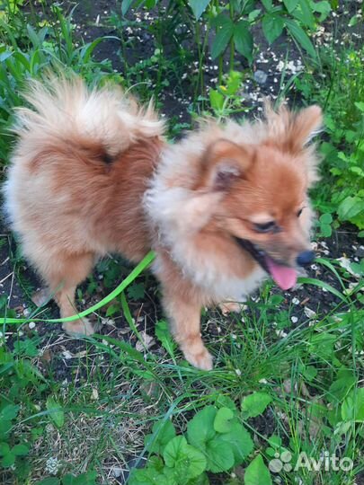 Шпиц щенок
