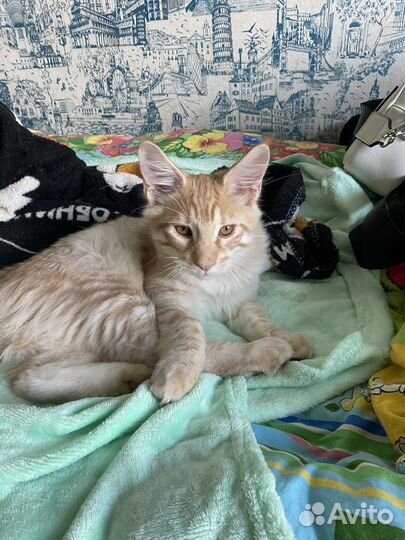 Котята мейн-кун